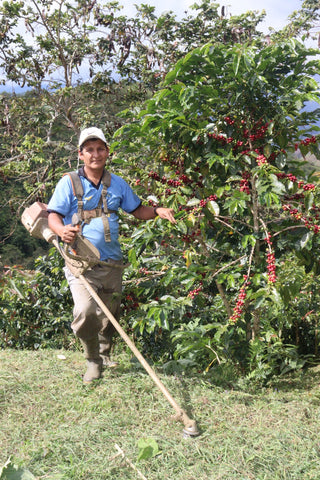 A person next to a coffee tree