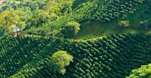 Colombia climate - coffee