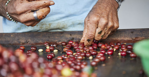 hands working on coffee in colombia