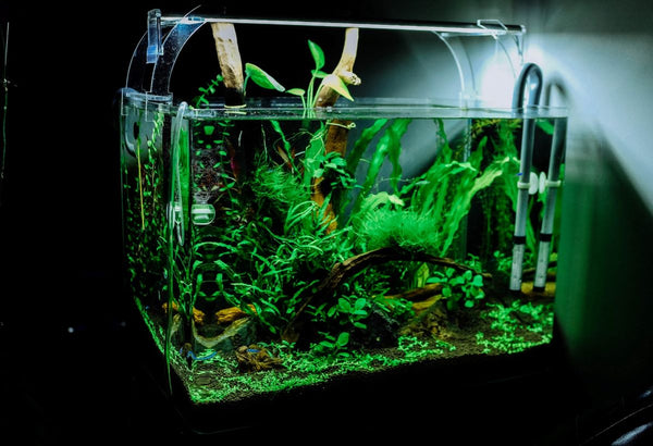 Aquarium with tropical fish, symbolizing stress reduction.