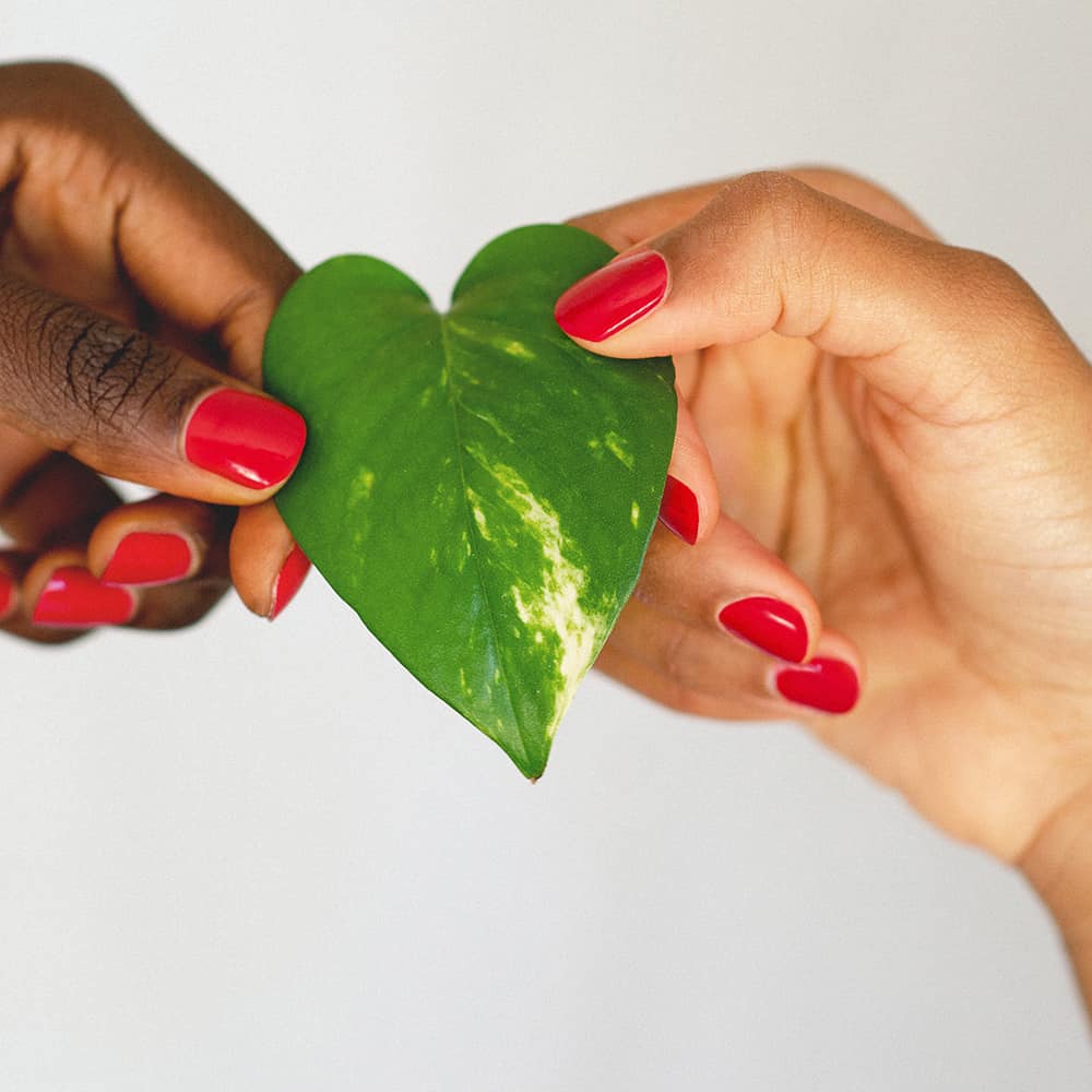 Dark and medium skin tone hands holding a heart shaped leaf and wearing apple red nail polish by sienna
