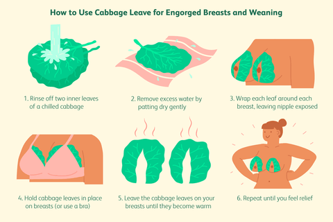 Cabbage Leaves during Breastfeeding and Weaning Organic Formula Shop