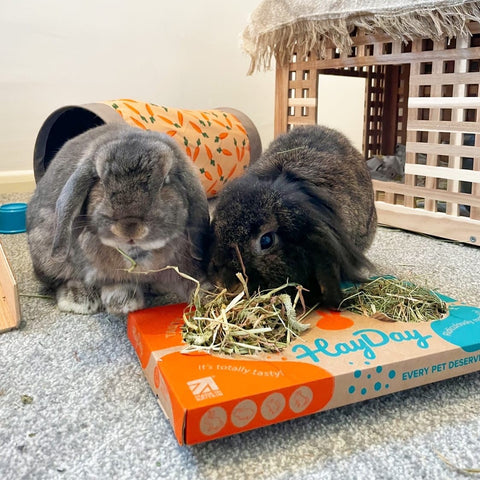 Hay Taster Packs for Small Pets | HayDay HQ