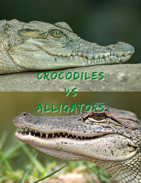 Crocodiles vs Alligators Unit Study – Attachment Mummy Printables