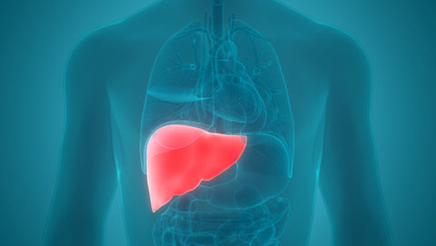 human body anatomy liver highlight