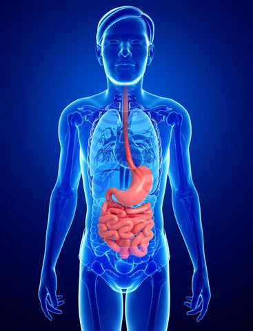 Supplementing your plant-based diet with a probiotic can help improve digestive health.