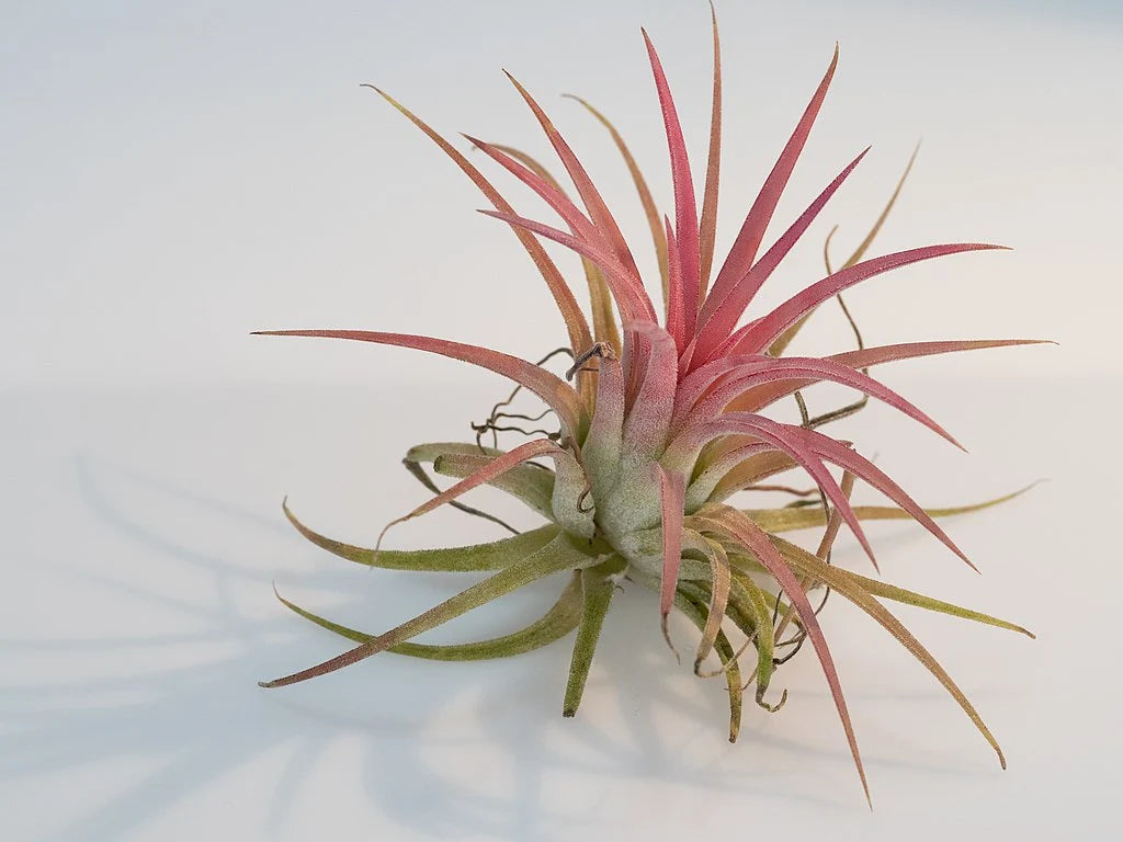 air plant care