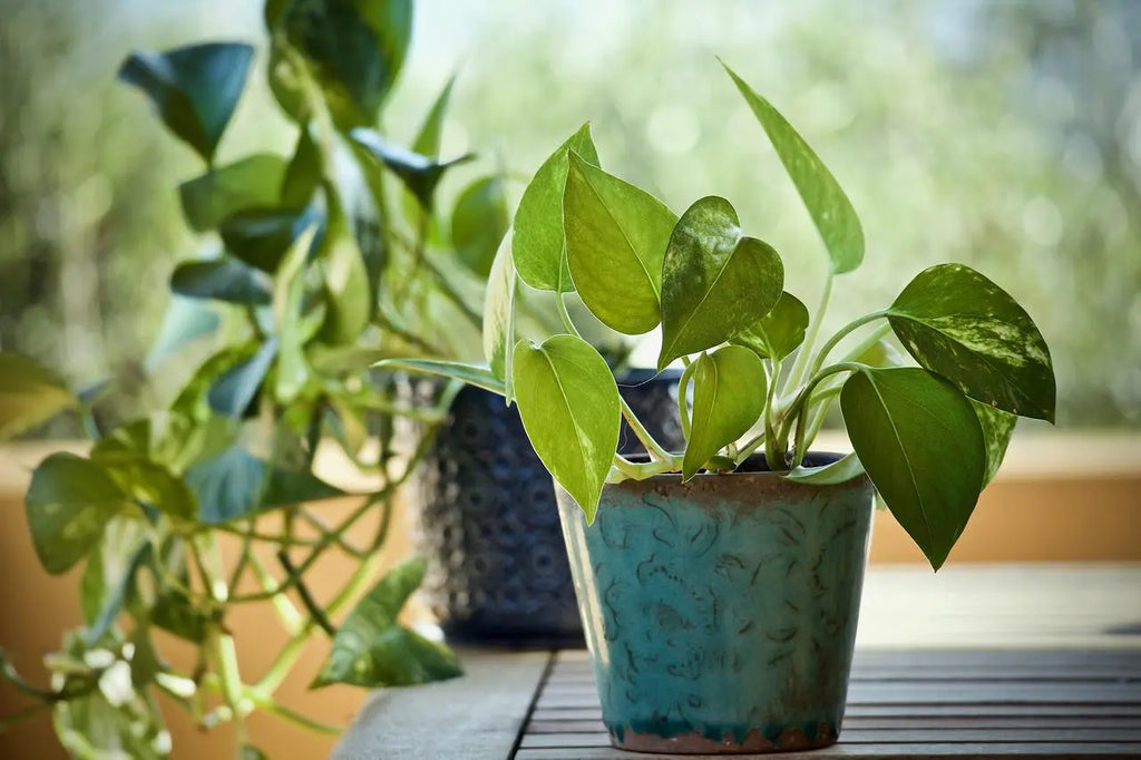 Golden Pothos Care