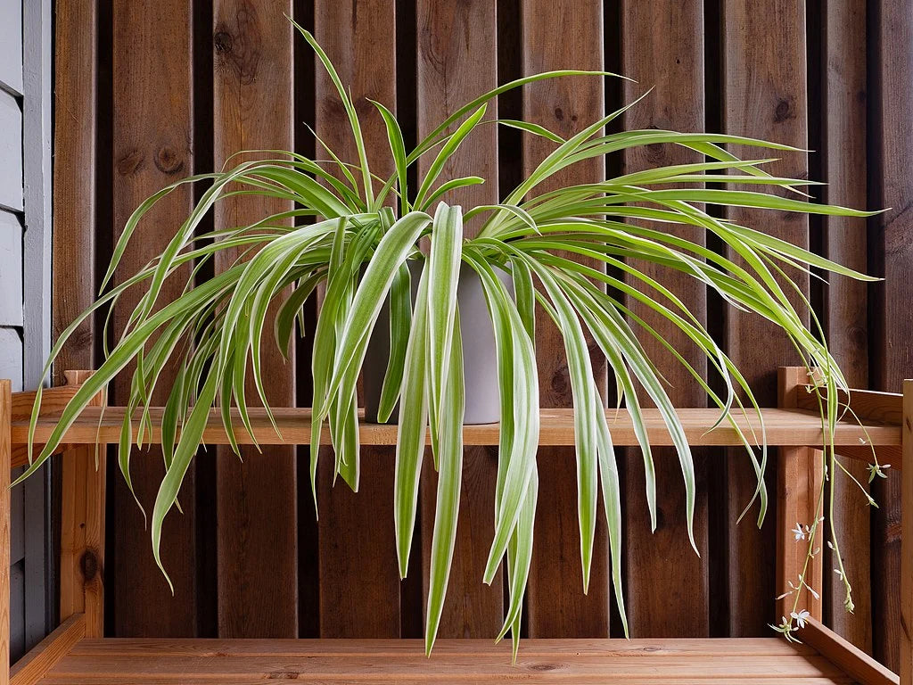 spider plant care