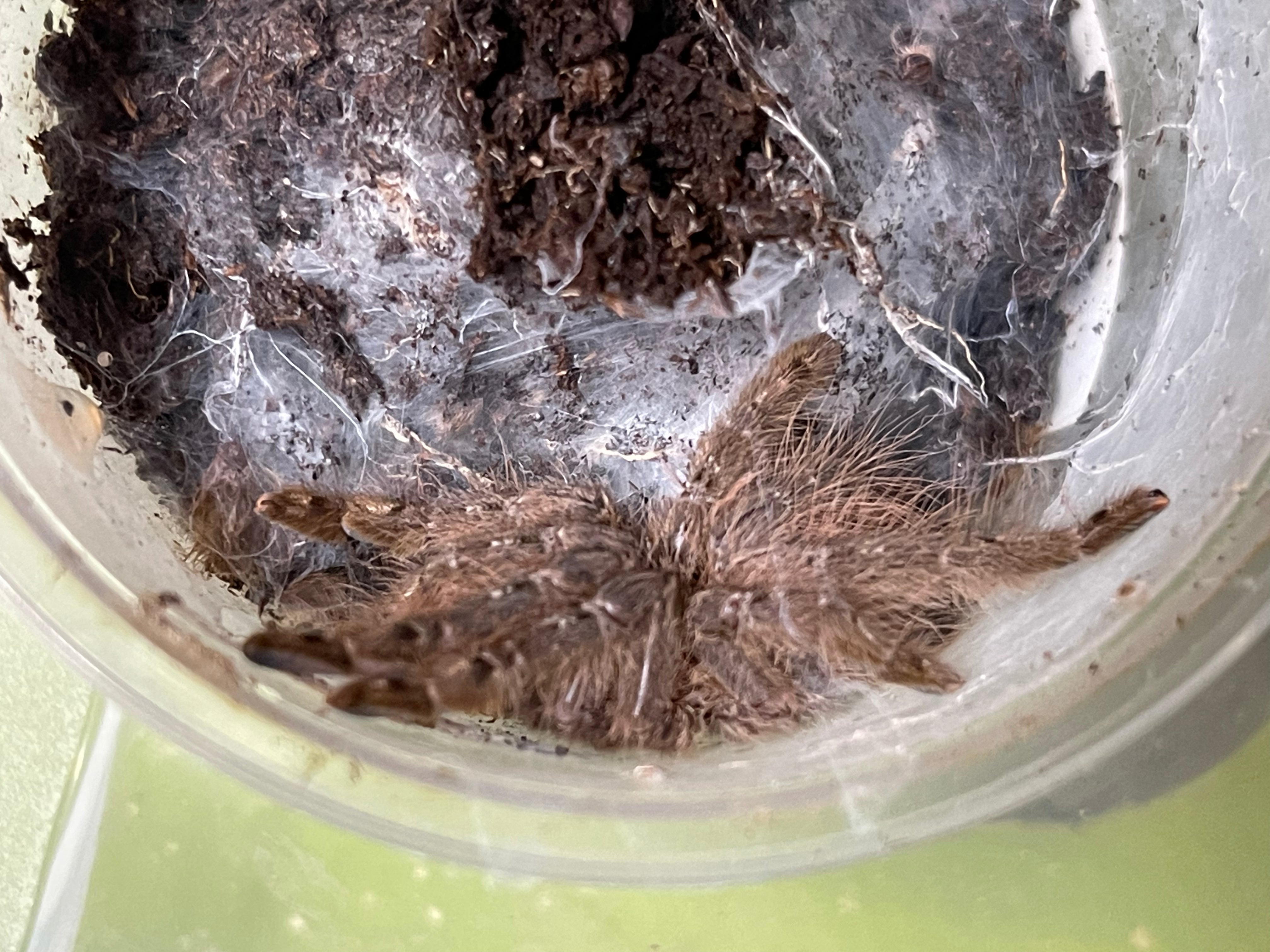 Heteroscodra maculata (Togo Starburst Baboon Tarantula)