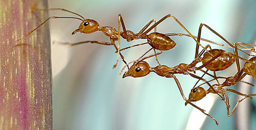 acrobolix_ants_cooperation