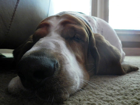 Bojo Basset Hound, Jujimufu's dog