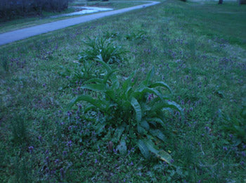 Jujimufu, foraging, Rumex Crispus, Curly Dock, Yellow Dock