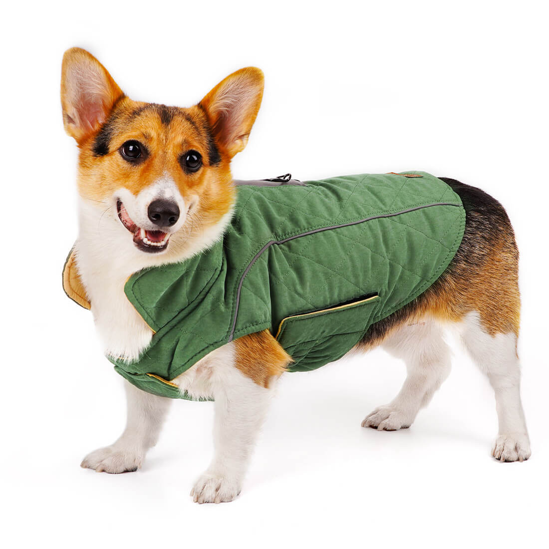 What Dogs Need Coats For Winter