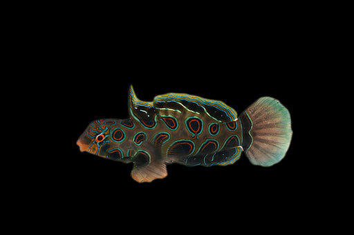 spotted mandarin fish