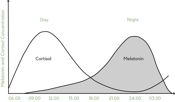 Die Melatoninkonzentration im Körper von Männern über einen Tag verteilt