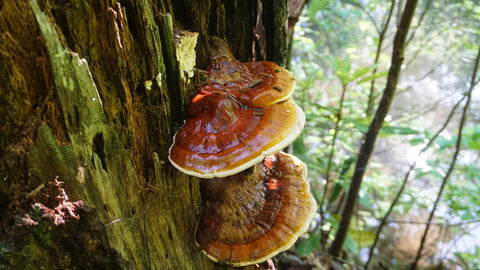 Reishi mushroom growing on tree