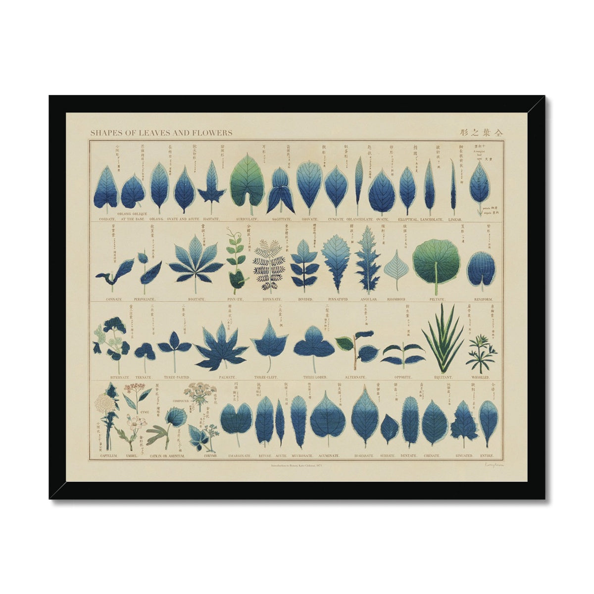 British Algae Cyanotype Impressions Fine Art Print – Roomytown