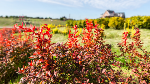 Berberine