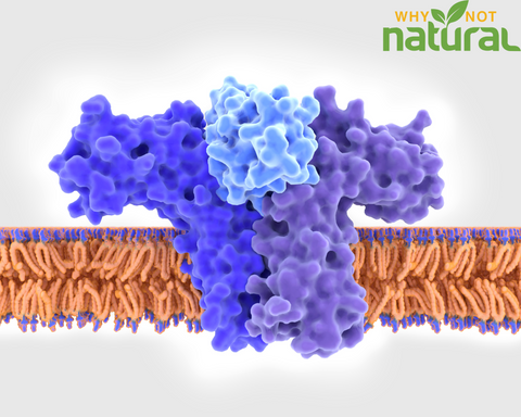 Phospholipid