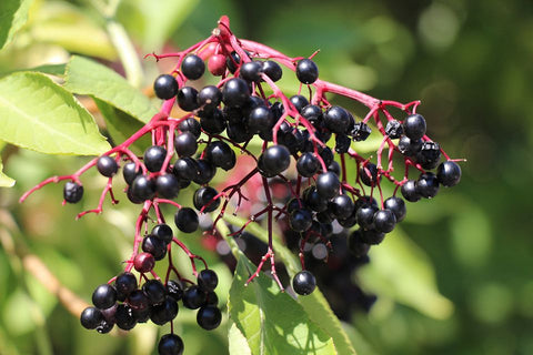 European elderberry Sambucus nigra benefits
