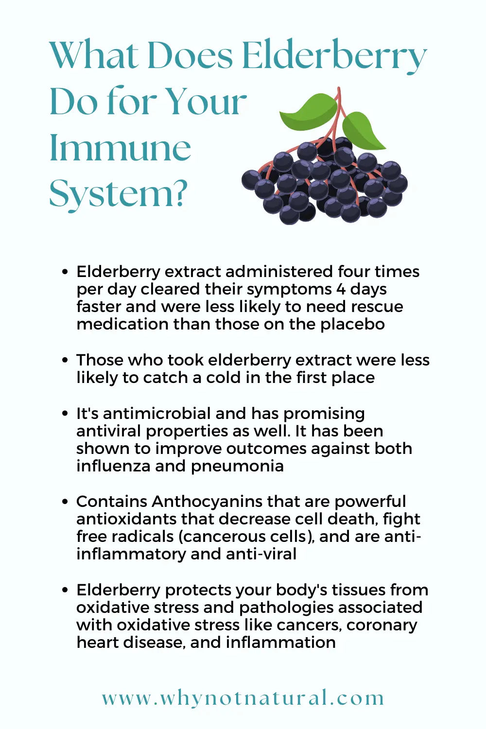 What Does Elderberry Do for Your Immune System