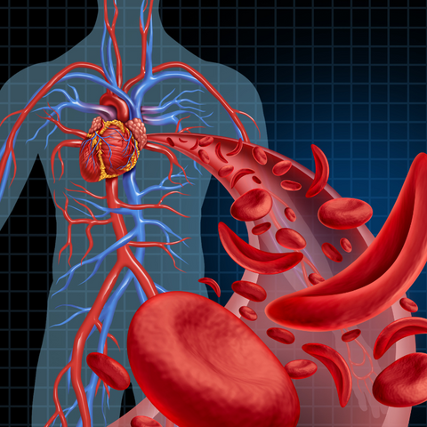 Image showing heart, blood vessels, and red blood cells in the body.