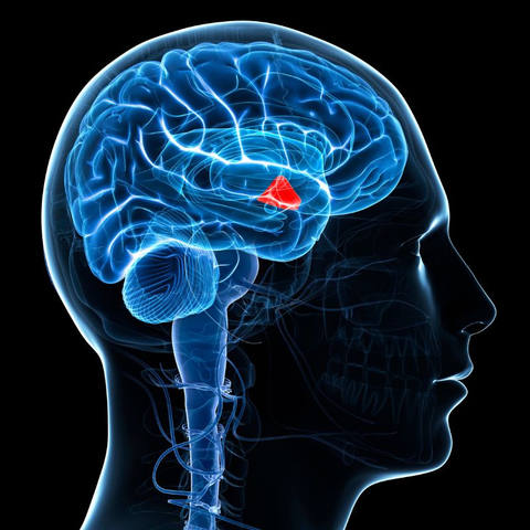 The human brain, highlighted in red, representing cognitive function.