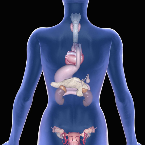 Illustration of the human anatomy with highlighted organs, emphasizing the endocrine system.