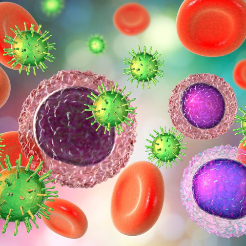 Diagram showing how cells of the immune system fight off infection and disease to maintain health.