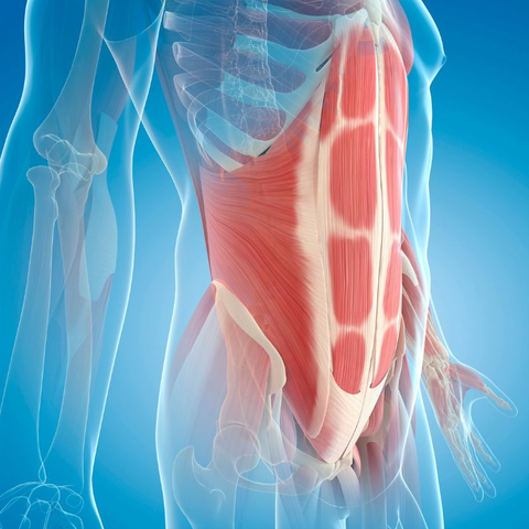 An anatomical image of the human body with highlighted muscles.