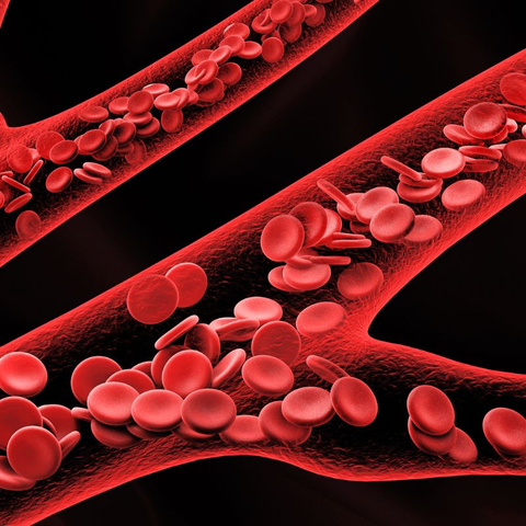 Close-up of red blood cells, essential for oxygen transport.