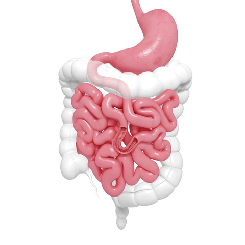 Illustration of the human digestive system.
