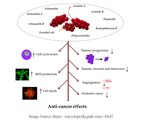 Schisandra shows anti-cancer effects