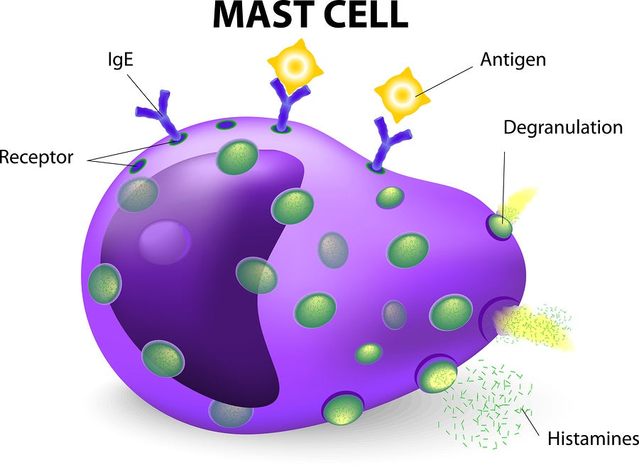 Mast Cell. Source:Allergic Child.com