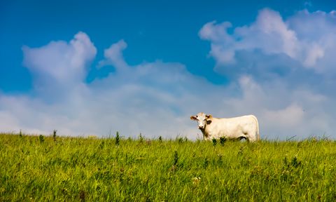 Grass-fed cows