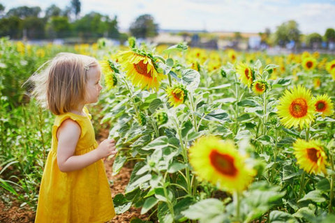 Cute toddler girl in a yellow dress on Sunflower field