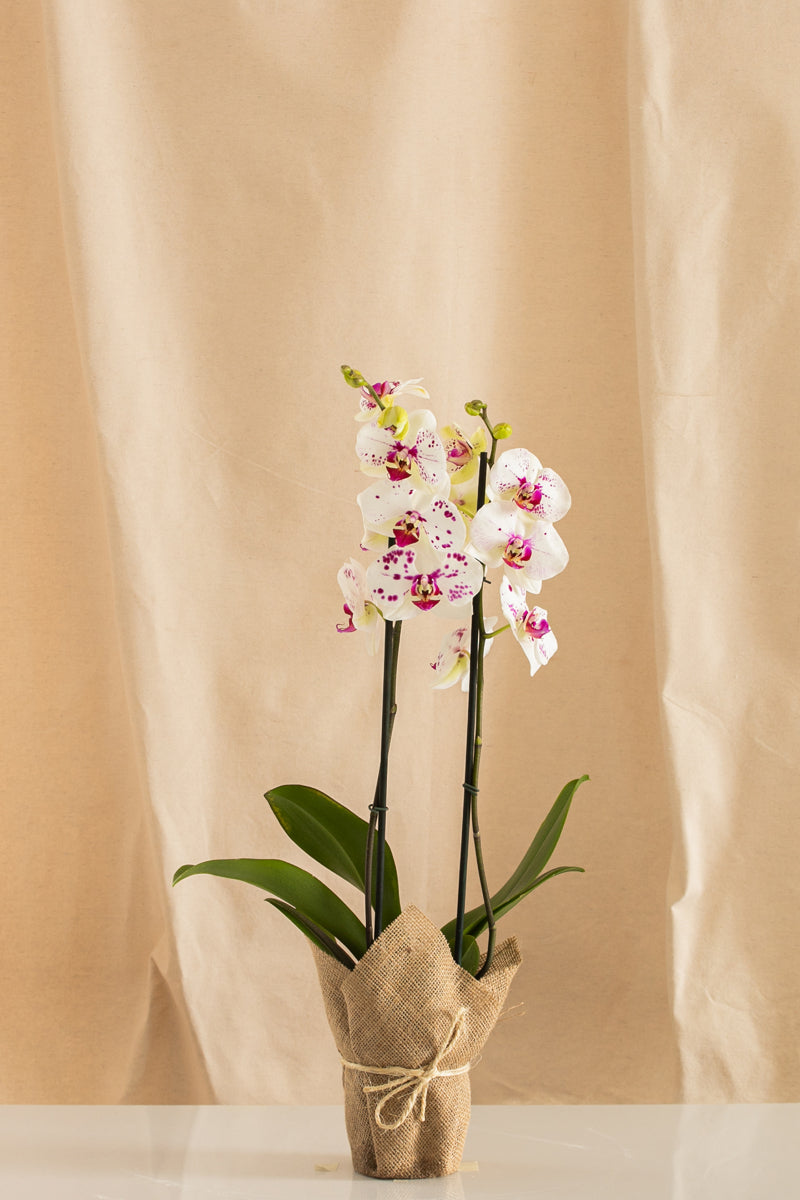 Orquídea Phalaenopsis de 2 Tallos Bicolor Blanco y Fucsia – Casa Flora  Vivarium