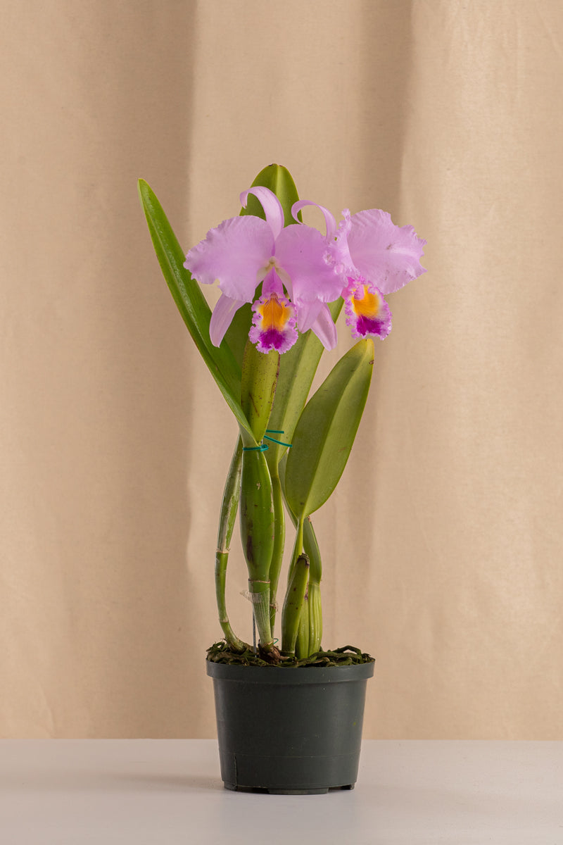 Orquídea Cattleya Trianae Tipo Especie Lavanda. – Casa Flora Vivarium