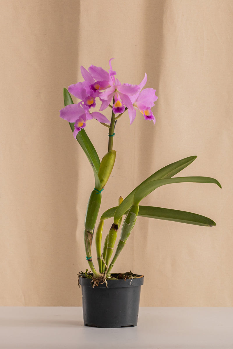 Orquídea Cattleya Bowringiana Especie – Casa Flora Vivarium