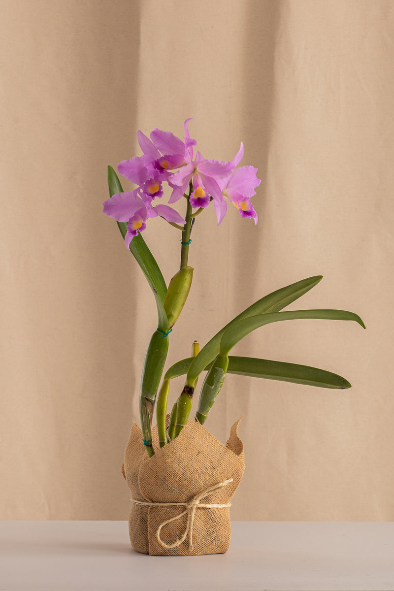 Orquídea Cattleya Bowringiana Especie – Casa Flora Vivarium