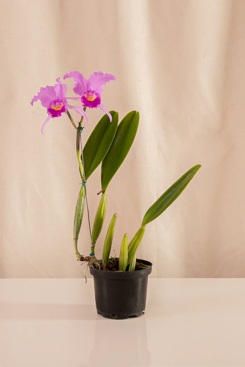 Orquídea Cattleya Especie Colores Surtidos – Casa Flora Vivarium