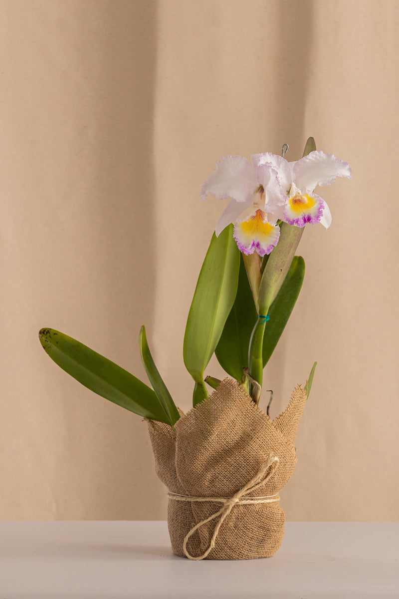 Orquídea Cattleya Trianae Rosa de los Vientos Tipo Híbrida. – Casa Flora  Vivarium