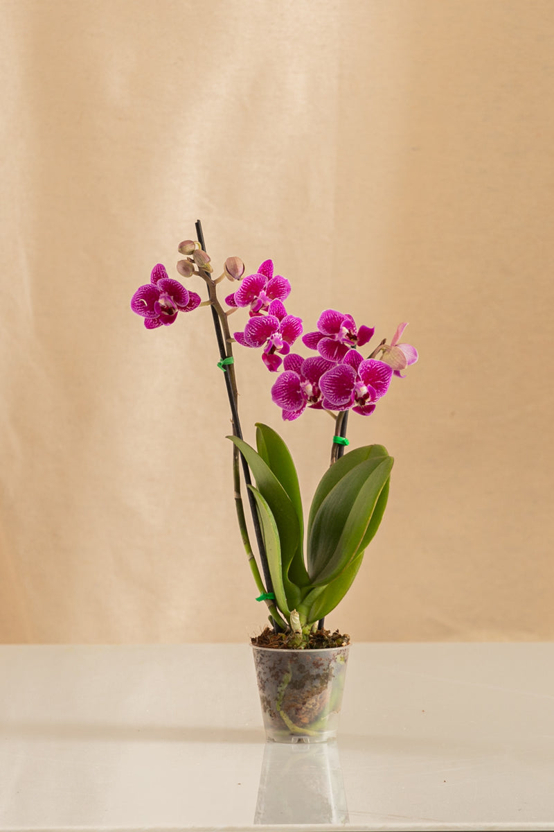 Orquídea Mini Phalaenopsis Morada – Casa Flora Vivarium
