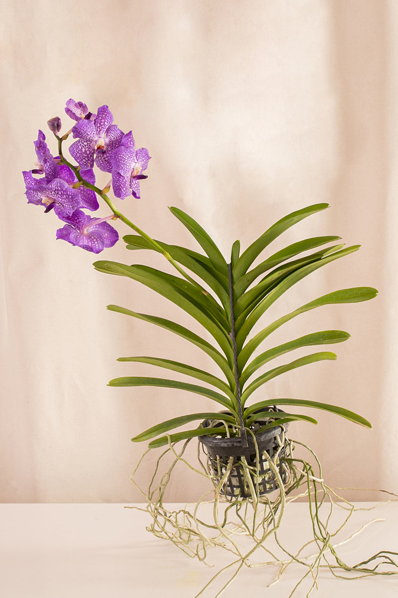 Orquídea Vanda – Casa Flora Vivarium