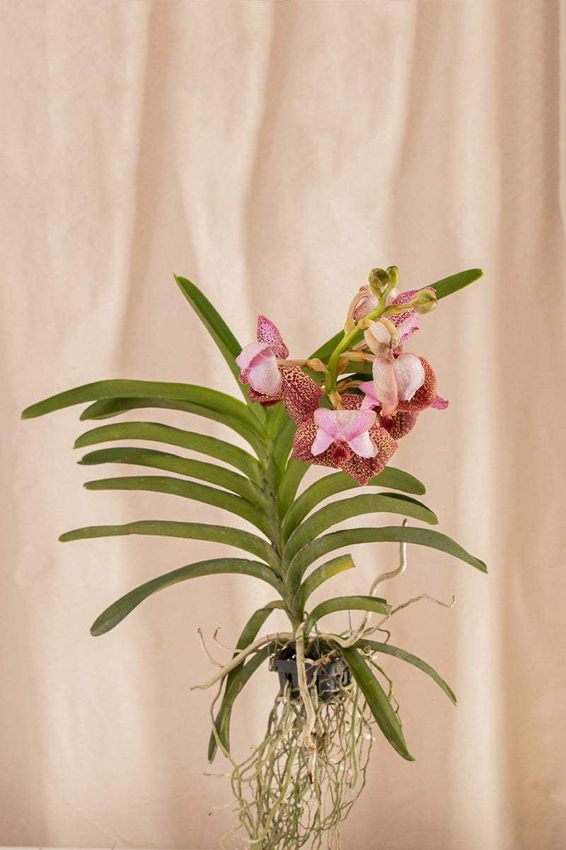 Orquídea Vanda – Casa Flora Vivarium