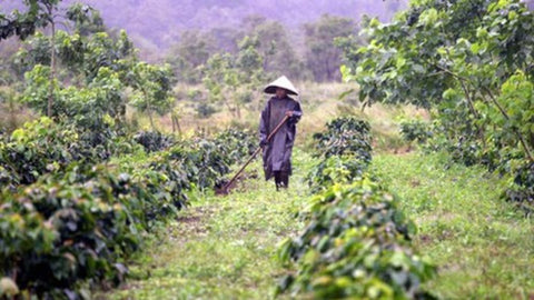 Coffee in Vietnam