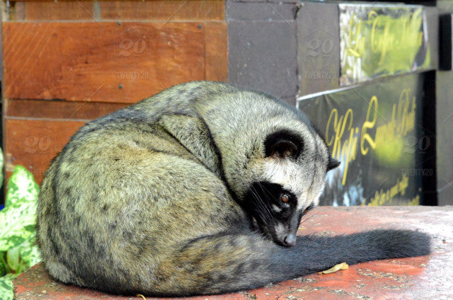 Kopi Luwak : the world’s most expensive coffee