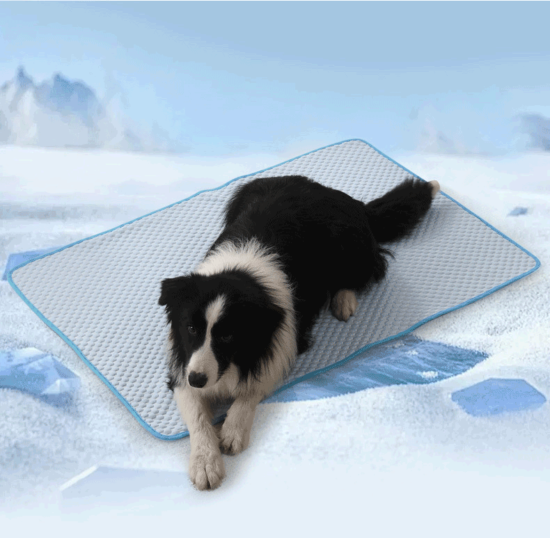 A black and white dog lies on an ice mat