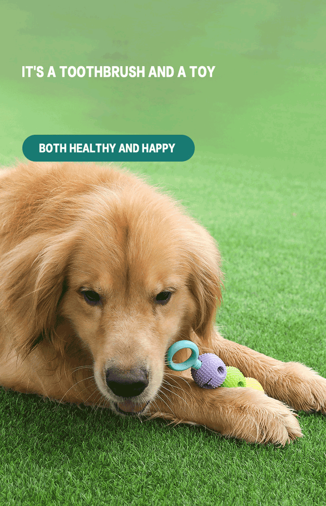 A dog Holding it's teething toys